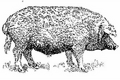Mangalitsa Belly- uncured and unsmoked