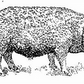 Mangalitsa fat (Back and Leaf)