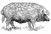 Mangalitsa 1/4 bundle